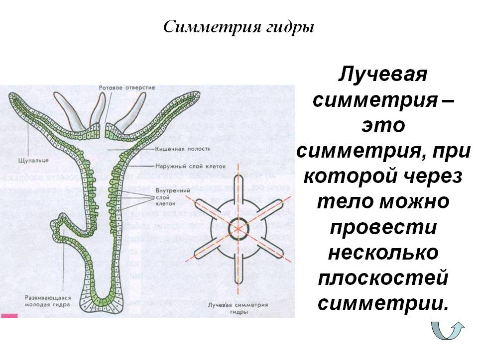 Кракен сайт официальный ссылка kraken clear com